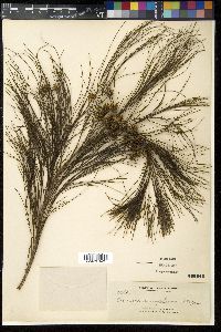 Gymnostoma rumphianum image