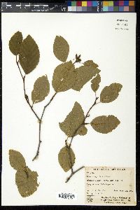 Alnus crispa image