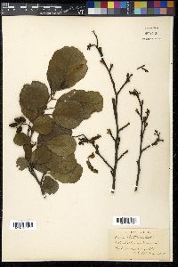 Alnus glutinosa image