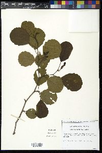 Alnus glutinosa image