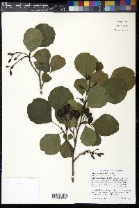 Alnus glutinosa image