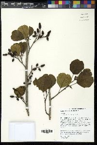 Alnus glutinosa image