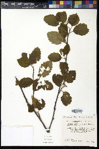 Alnus incana subsp. tenuifolia image