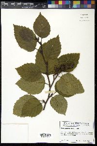 Alnus sinuata image