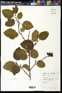 Alnus incana subsp. tenuifolia image