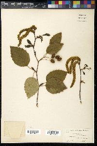 Alnus viridis image