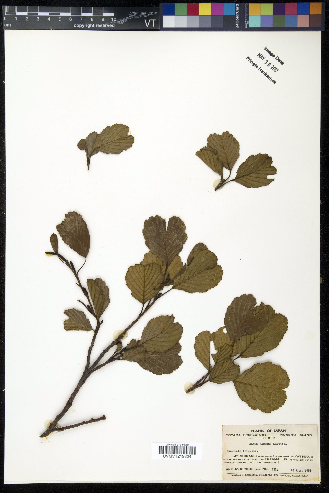 Alnus fauriei image