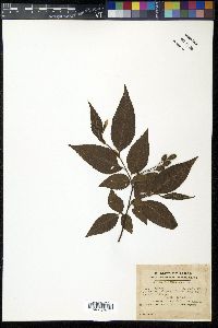 Alnus pendula image