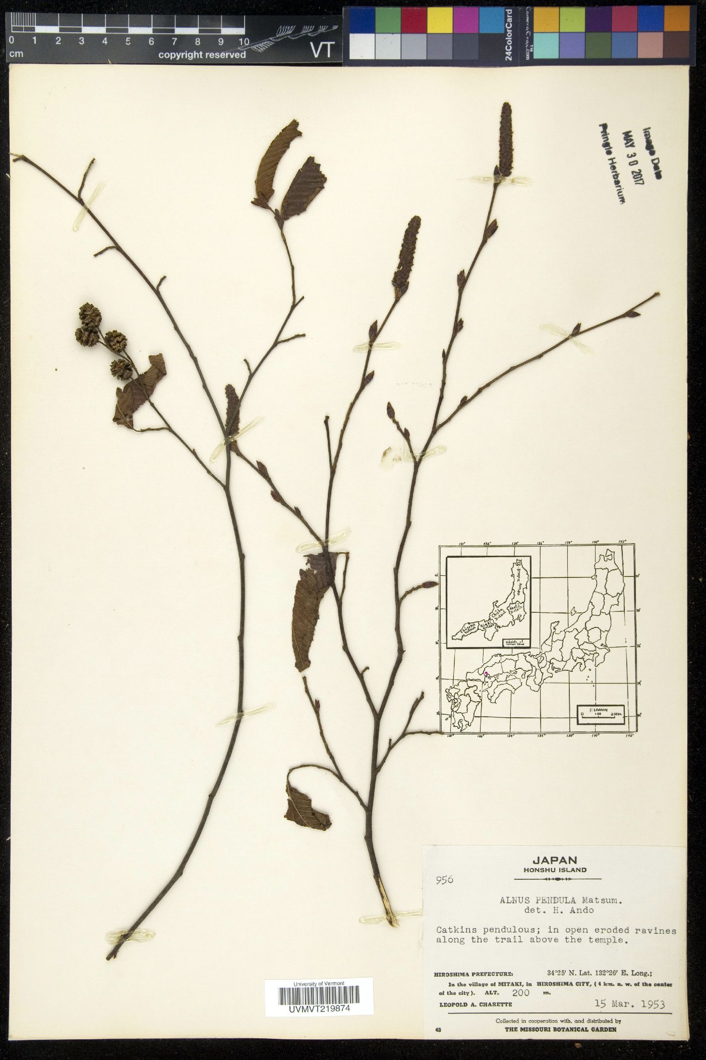 Alnus pendula image