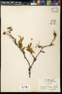 Betula occidentalis image