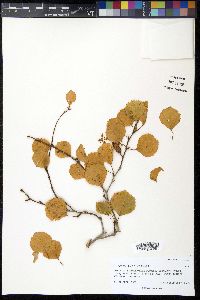 Betula occidentalis image