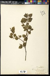 Betula occidentalis image