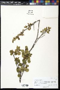 Betula glandulosa image