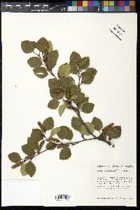 Betula occidentalis image