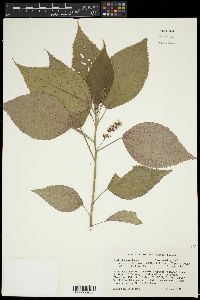 Acalypha amentacea image