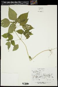 Acalypha deamii image