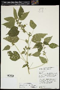 Acalypha deamii image
