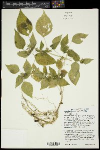 Acalypha deamii image