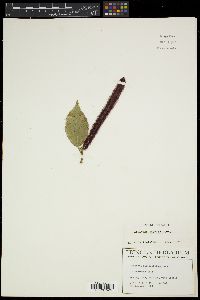 Acalypha hispida image