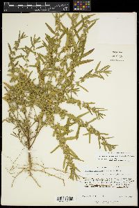 Acalypha monococca image