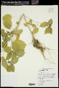 Acalypha ostryifolia image