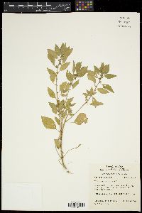 Acalypha virginica image
