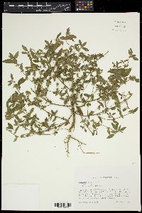 Acalypha virginica image