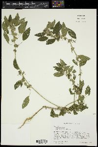 Acalypha virginica image
