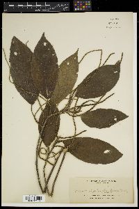 Acalypha amentacea image