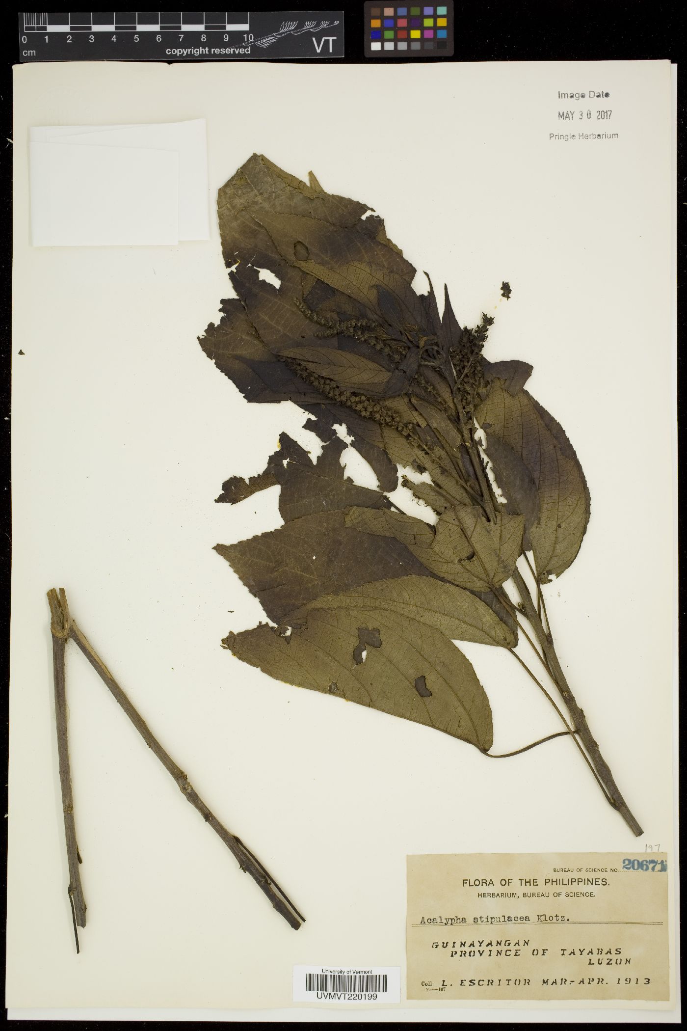 Acalypha amentacea image