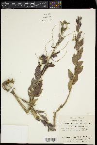 Argythamnia mercurialina image