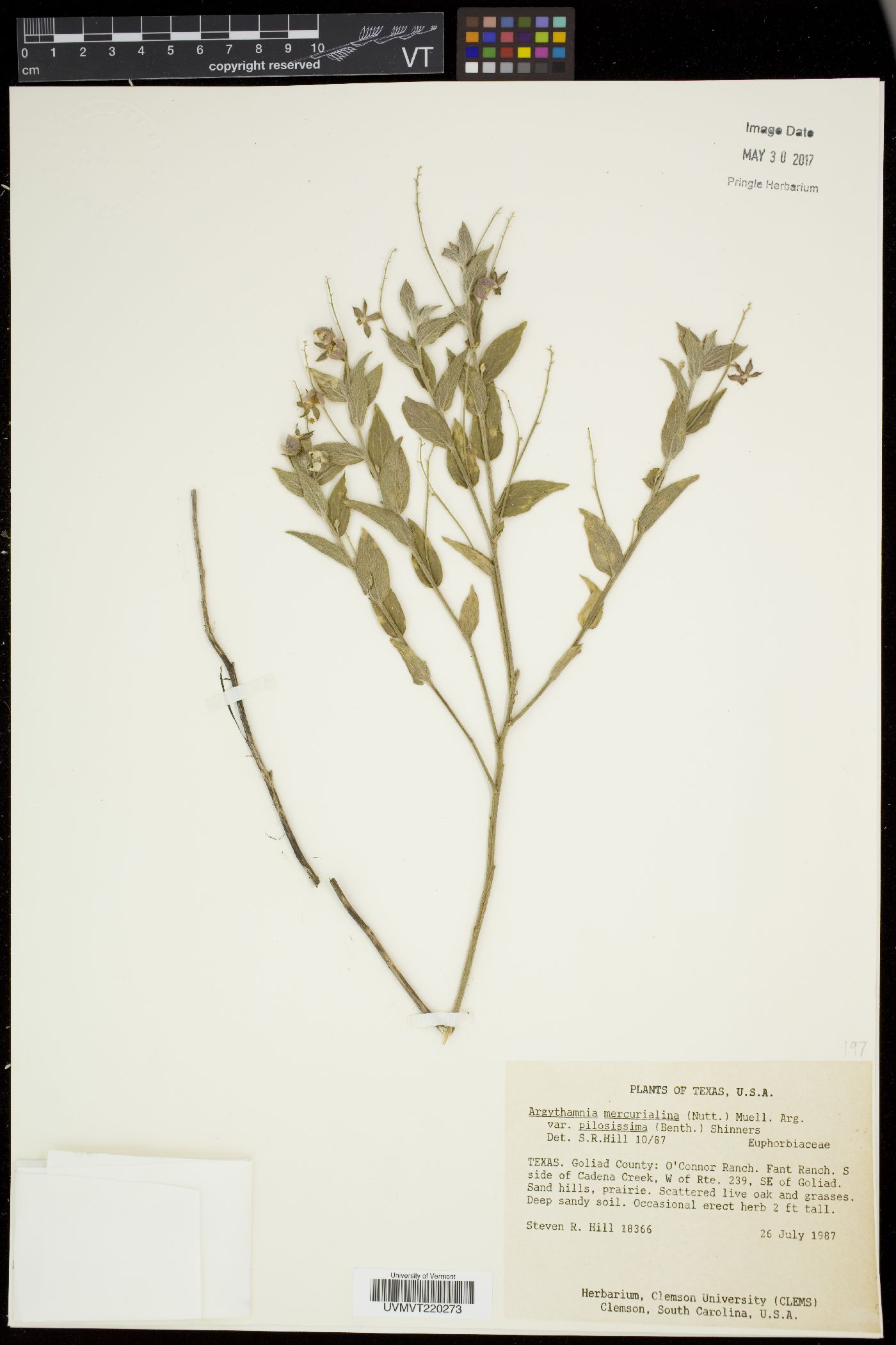 Argythamnia mercurialina var. pilosissima image