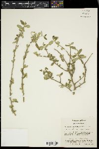 Bernardia myricifolia image