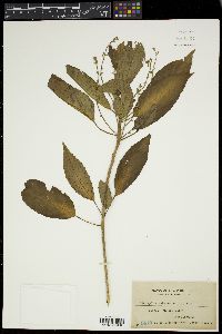 Media resource of Claoxylon rubescens