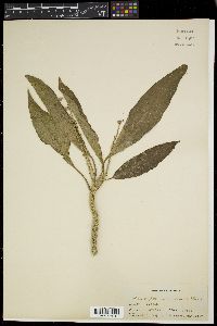 Media resource of Claoxylon arboreum