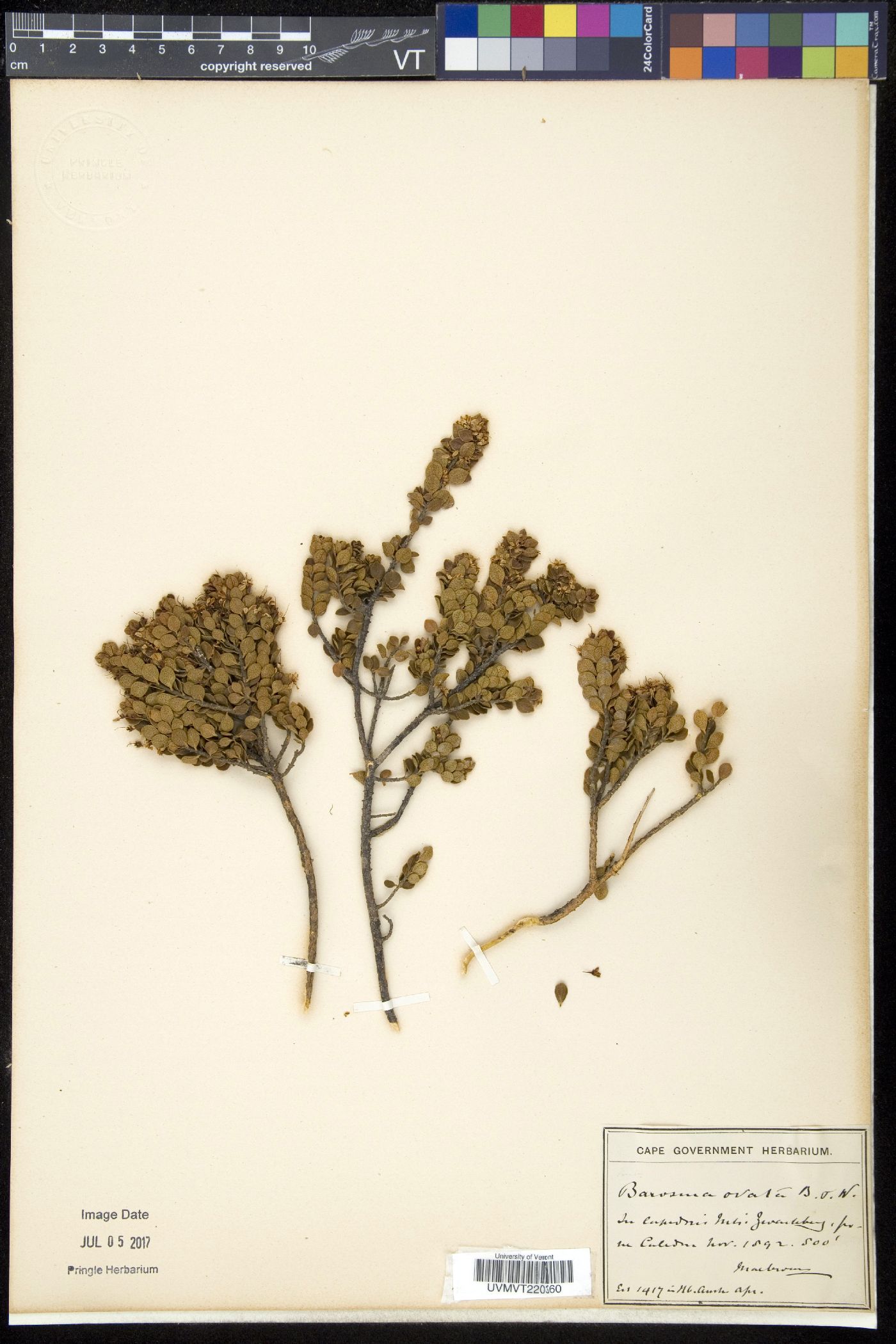 Barosma image