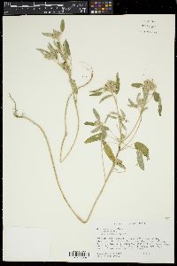 Croton capitatus image