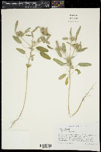 Croton capitatus image