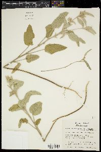 Croton capitatus var. lindheimeri image