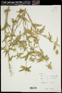 Croton glandulosus var. pubentissimus image