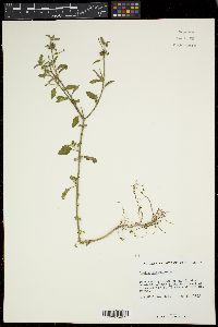 Croton glandulosus image
