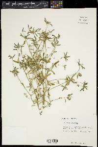 Croton glandulosus image