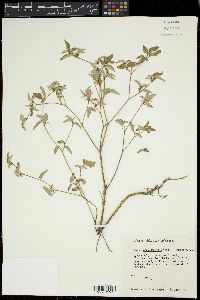 Croton monanthogynus image