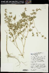 Croton monanthogynus image