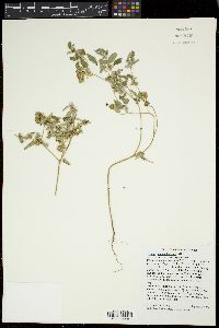 Croton monanthogynus image