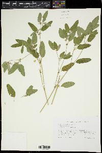 Croton monanthogynus image