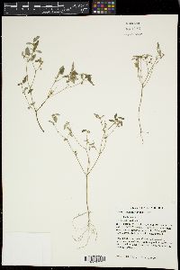Croton monanthogynus image