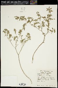Croton monanthogynus image