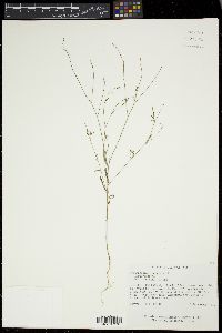 Croton michauxii var. michauxii image