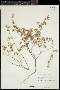 Croton monanthogynus image